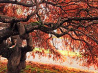 ddos攻击ip软件下载